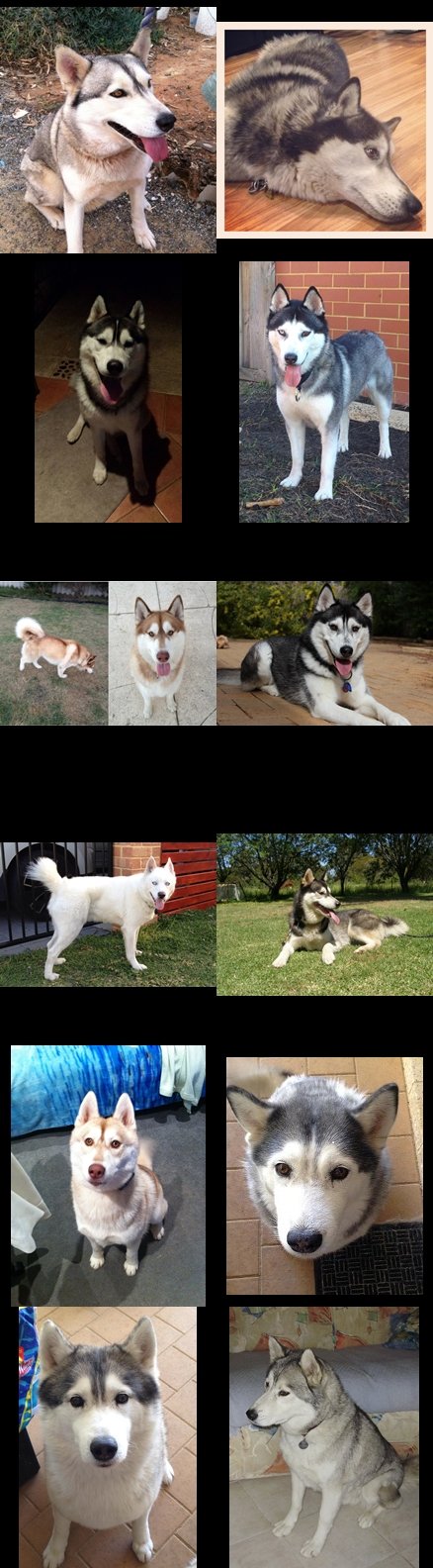 2013 dogs